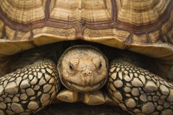 Elongated Tortoise. Giant tortoise.Head big turtle inside shell. Portrait of a giant tortoise close up