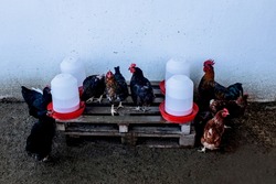 Roosters and hens gathered around water feeders.