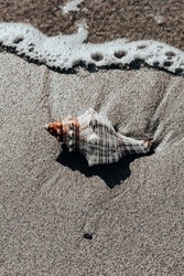 Conch sea shell on sandy beach.Image made in sunrise light.