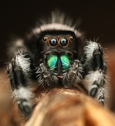 the biggest jumping spider