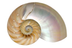 Nautilus shell section isolated on white background