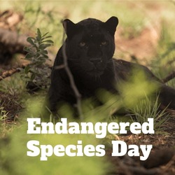 Composite image of endangered species day text and portrait of black panther sitting on land. nature, animal, protection and awareness concept.