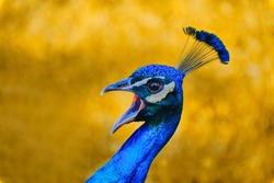 Blue and vibrance peafowl head portrait with yellow background