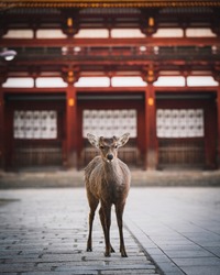 Sika deer in Nara Park, Japan