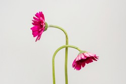 Two withered pink Gerbera daisy flowers on a gray background