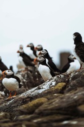 Closeup of a flock of puffins on a rocky shore of the Farne Islands in Northumberland, England