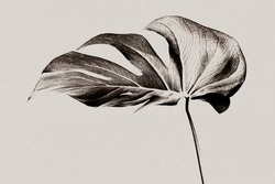 Monstera leaf background grayscale with risograph effect remixed media