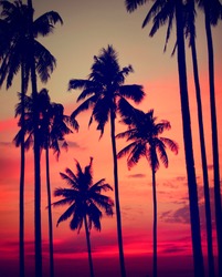 Silhouette Coconut Palm Tree Outdoors Concept