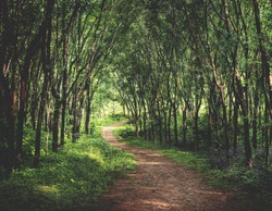 Enchanting Forest Lane in a Rubber Tree Plantation Concept