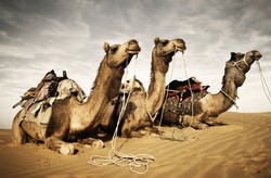 Camels resting in the desert. Thar Desert, Rajasthan, India. 