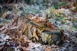 old pine tree stump in forest