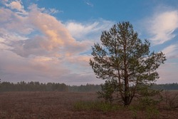 nice quiet landscape with pine tree in a clearing in the evening fog