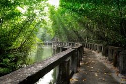 Mangrove forest with Cement bridge Walk way at Koh Chang Island,Thailand