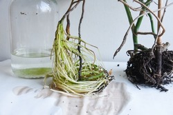 Water propagation roots in clear jar. Monstera philodendron rooting in water on neutral background
