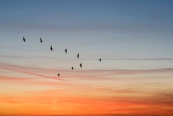 birds flying in the shape of v on the cloudy sunset sky