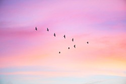 Migratory birds flying in the shape of v on the cloudy sunset sky. Sky and clouds with effect of pastel colored.    