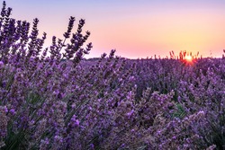 Lavender fields at sunrise, a picturesque landscape with blooming flowers