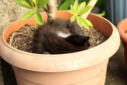 A small cat sleeping in a pot