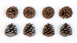 Set of beautiful pinecone flower shap in christmas winter. Pine cones pattern isolated on white background. Open fir cone for Xmas decoration.