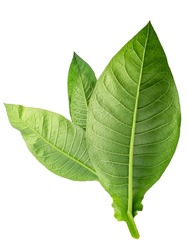 Virginia tobacco leaves (Nicotiana tabacum foliage), fresh, isolated