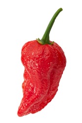 Naga Viper pepper isolated. Extremely hot capsicum chinense x c. frutescens hybrid fruit