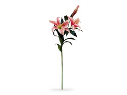 A Sprig Pink Lily Flower Isolated White Background