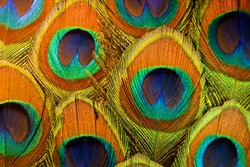 Colorful Peacock Feathers