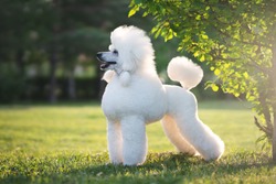 Portrait of White Big Royal Poodle Dog. Outdoor