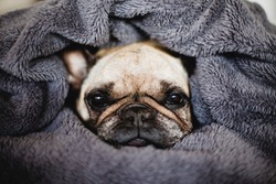 The dog wrapped in a blanket is sitting on the bed. Cute French Bulldog. 