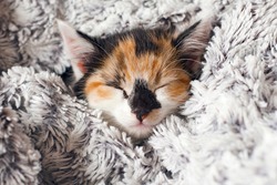 Sleepy Cute Little Kitten wrapped in a Warm Blanket. Calico cat - Tricolor cat (orange-red, white and black). Adoption a tricolor cat can bring a luck and good fortune. Tricolor cat is a lucky charm. 