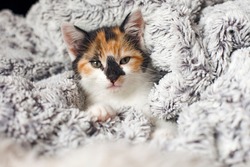 Little Kitten wrapped in a Warm Blanket. Calico cat - Tricolor cat (orange-red, white and black). Adoption a tricolor cat can bring a luck and good fortune. Tricolor cat is a lucky charm. 