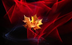 maple leaf on the black background   with light wind