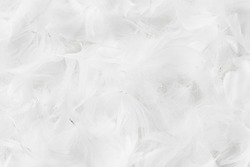 texture white feathers