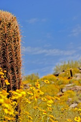 Fishhook Barrel Cactus  