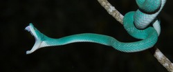 Blue phase of the white lipped pit viper