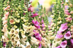 Common Foxglove flowers and buds,many beautiful purple,yellow and pink Common Foxglove flowers blooming in the garden