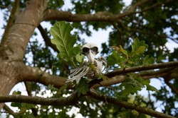 Halloween concept, spooky black eyed Bird Skeleton perched on Oak branch looking down from above.
