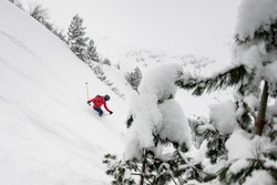 Freeride skier masterfully skiing downhill with powder snow explosion. Snow covered pine trees on background