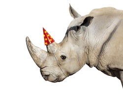 Happy rhinoceros head portrait wear party cap on the horn - concept mixed media composition image