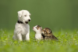 Parson Jack Russell Terrier puppy with two little kittens in a green meadow