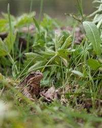 Small frog among the grass in Swedish meadow