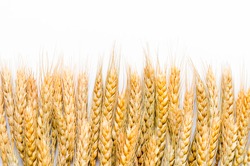Close up Dry wheat on white background