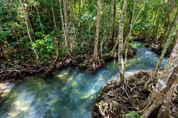 The tropical tree roots or Tha pom mangrove in swamp forest and flow water, Klong Song Nam at Krabi, Thailand.