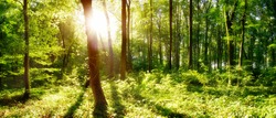 Bright sun illuminates a clearing in the forest