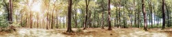 Panorama of a picturesque fairytale forest in the light of the bright summer sun
