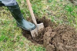 Work in the garden. Man digs a hole to plant a tree.