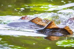 Common European carp (Cyprinus carpio) spawning violent during Springtime breeding season. Males pushing female to release their eggs and fertilize them with sperm.