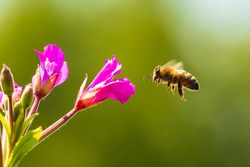 Closeup of a western honey bee or European honey bee (Apis mellifera) feeding nectar of pink great hairy willowherb Epilobium hirsutum flowers 