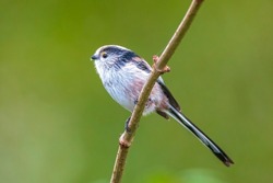 Closeup of a long-tailed tit or long-tailed bushtit, Aegithalos caudatus, bird foraging in a forest during Autumn. A tiny round-bodied tit with a short, stubby bill and a very long, narrow tail.