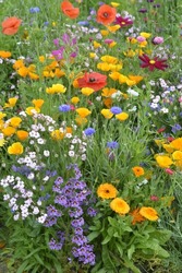 Mixed flowers in colorful meadow with wild flowers and poppy flowers.